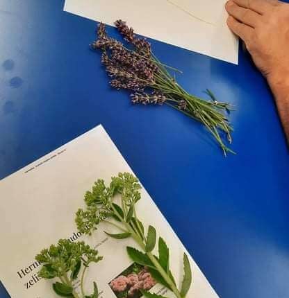 Spoznavanje zelišč